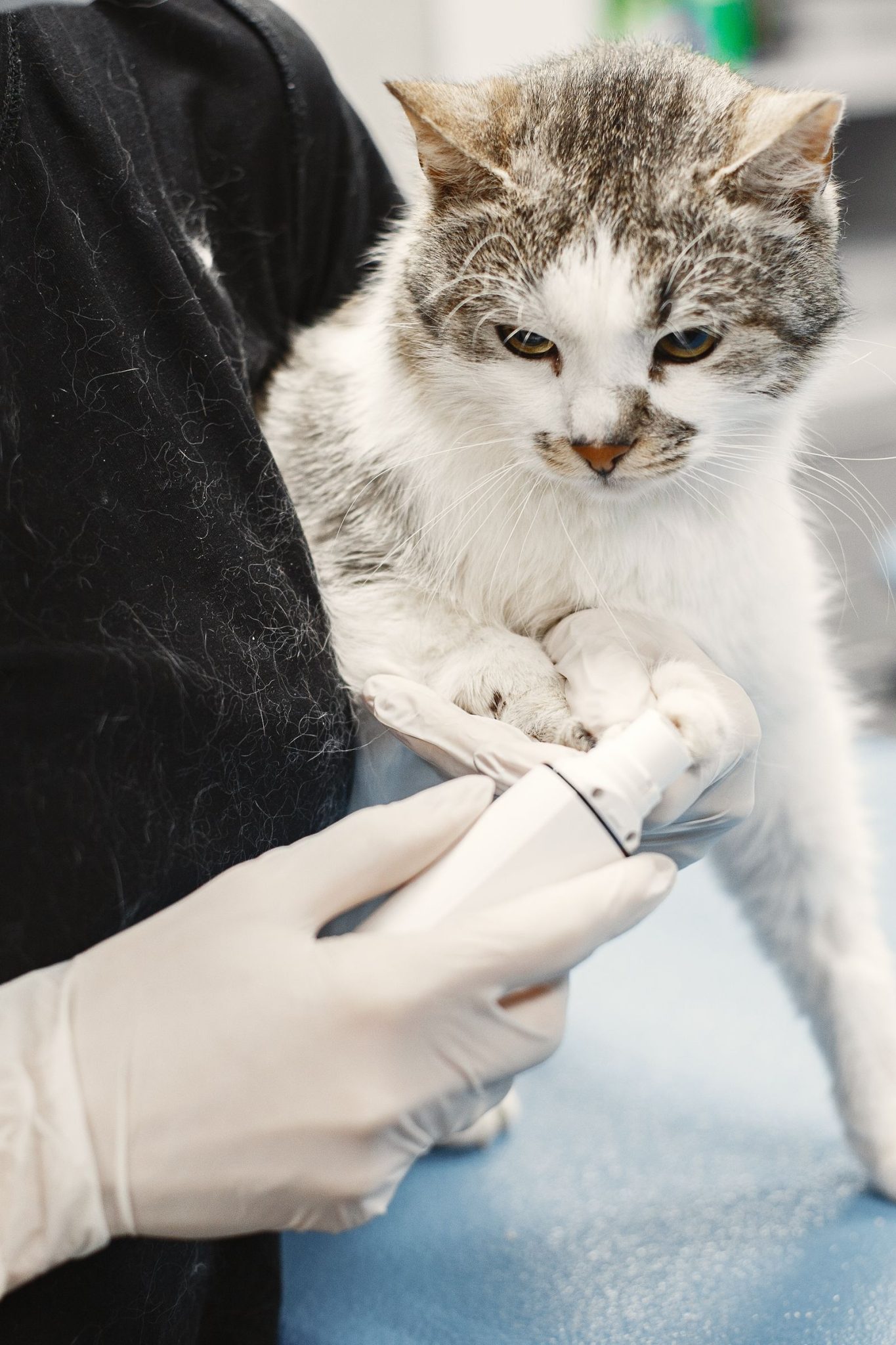 Dierenarts met witte handschoenen onderzoekt de poot van een grijswitte kat op de behandeltafel