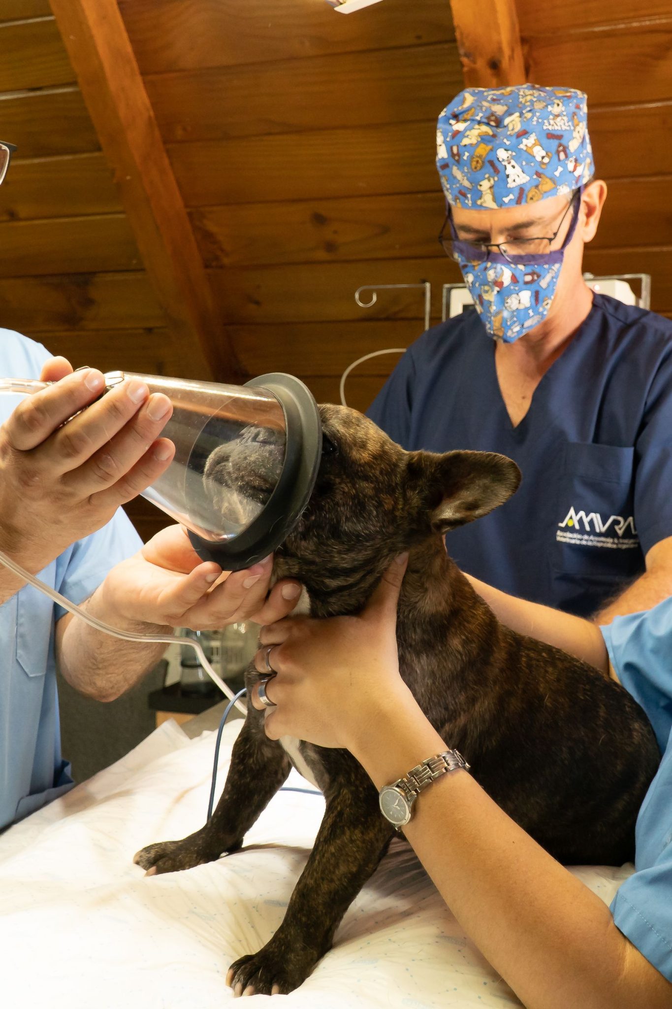 Drie dierenartsen in operatiekleding houden een zuurstofmasker bij een herdershond op de behandeltafel