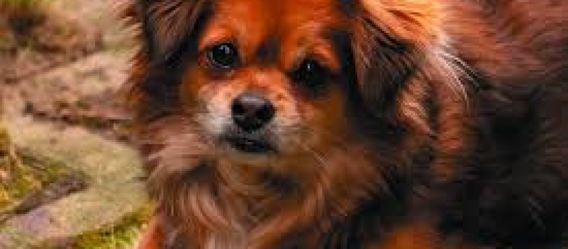 Blaasontsteking hond