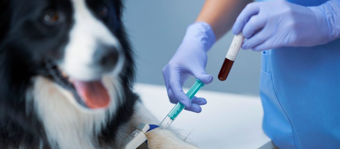 Bloedonderzoek Hond Kosten