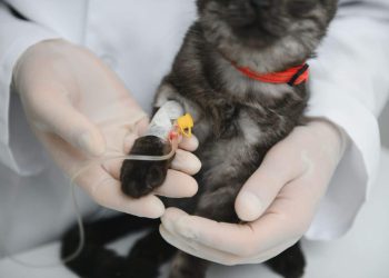 Bloedonderzoek kat kosten