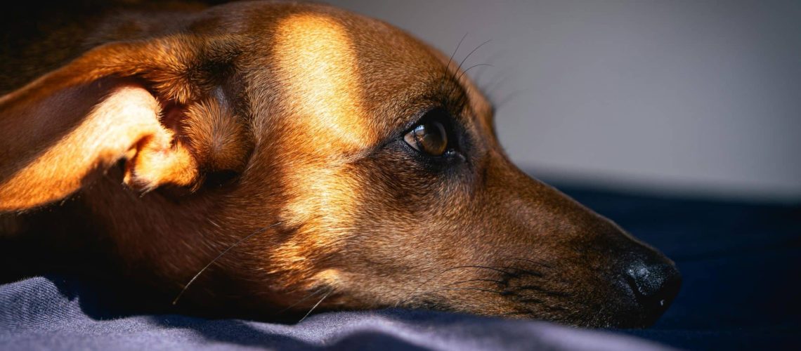 Blog banner oorontsteking hond