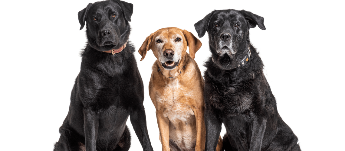 Artrose bij honden