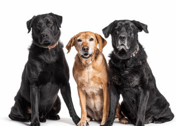 Artrose bij honden