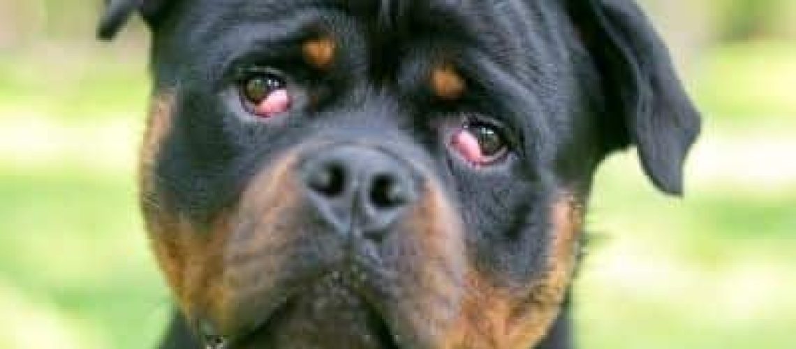 Cherry Eye Hond Kosten