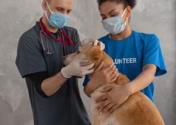 Dierenarts onderzoekt een bruine kortharige hond op de behandeltafel met een stethoscoop.