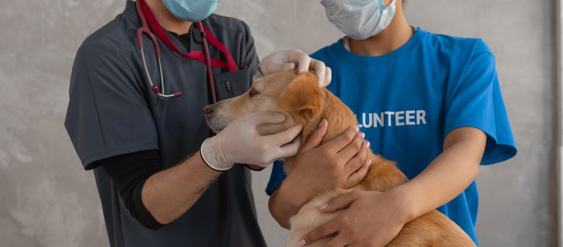 Dierenarts onderzoekt een bruine kortharige hond op de behandeltafel met een stethoscoop.