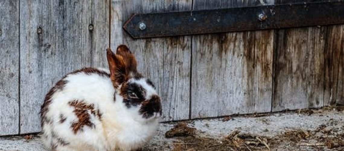 Encephalitozoon cuniculi