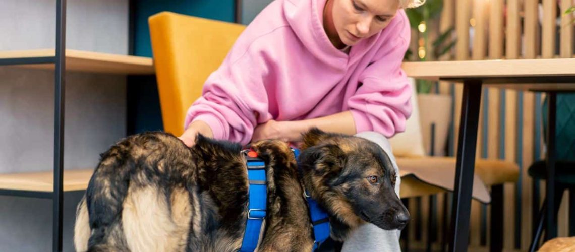 Fysiotherapie hond kosten