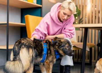 Fysiotherapie hond kosten