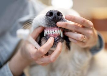 Gebitsreiniging Hond Kosten