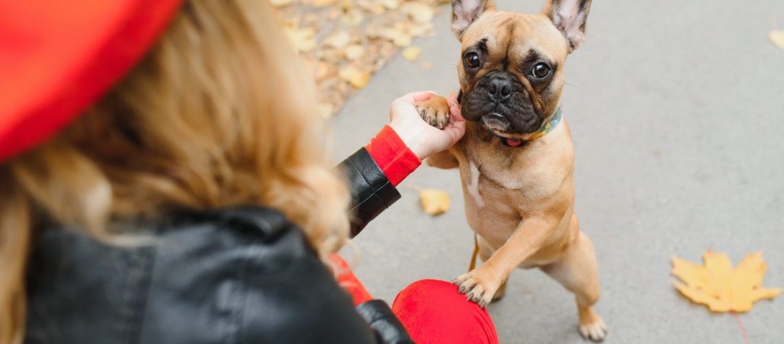 Hoe duur is een Franse Bulldog
