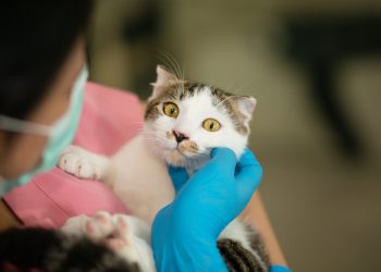 Kat met aangeboren afwijking verzekeren Kat met aangeboren afwijking verzekeren