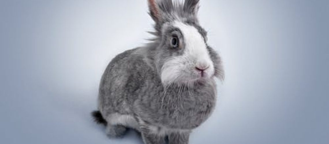 Konijn drinkt en eet niet meer