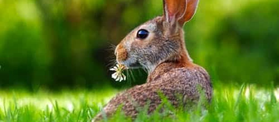 Konijnenziekte en konijnenvirus