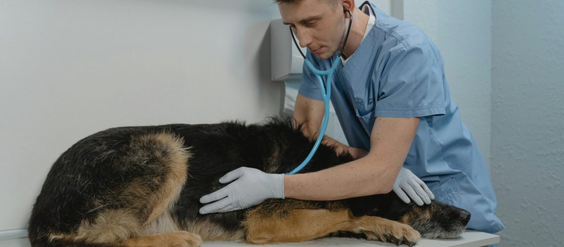 Kosten HD onderzoek hond: dit ben je kwijt