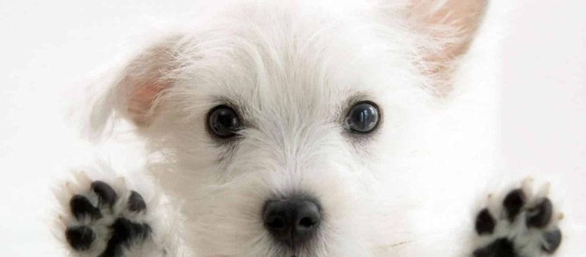 Kosten MRI scan hond 2