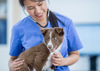 Kosten ontwormen hond dierenarts