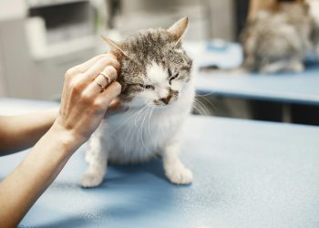 Kosten neurologisch onderzoek kat Kosten neurologisch onderzoek kat
