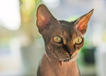 Close-up van een Sphynx, een naaktkat met gerimpelde huid en grote oren. Naaktkatten zijn sinds 1 januari 2026 verboden in Nederland.