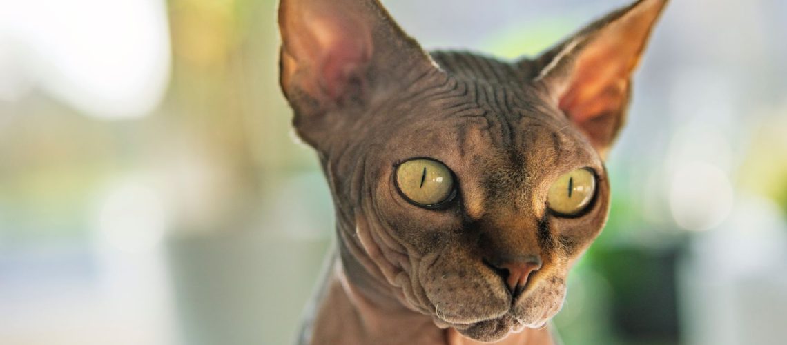 Close-up van een Sphynx, een naaktkat met gerimpelde huid en grote oren. Naaktkatten zijn sinds 1 januari 2026 verboden in Nederland.