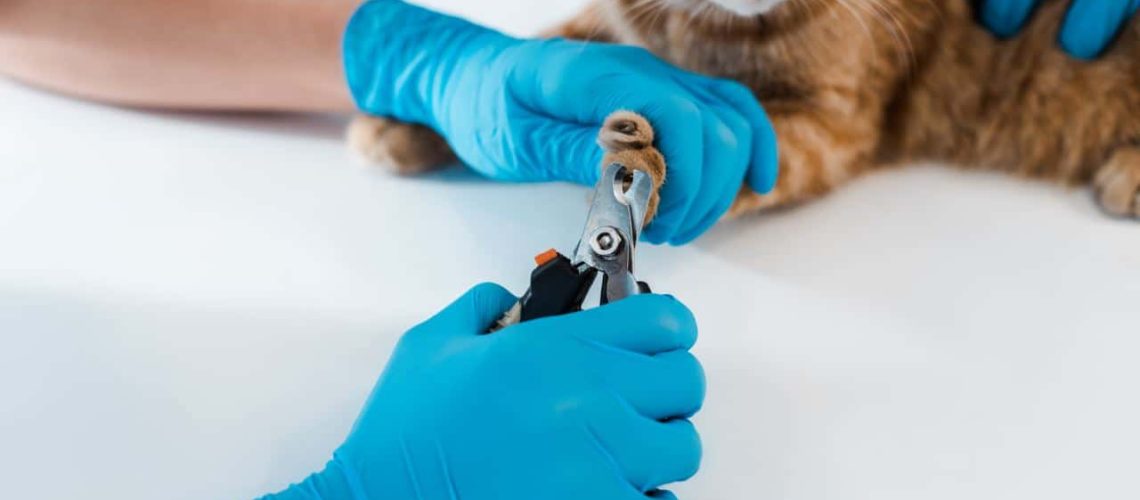 Nagels knippen kat dierenarts kosten