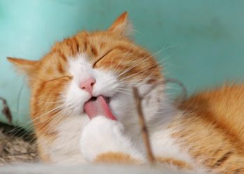 Ontlastingsonderzoek kat Onlastingsonderzoek kat