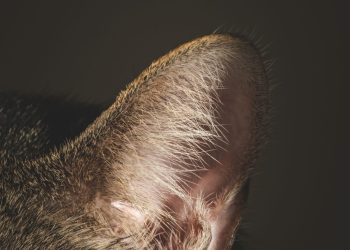 Close-up van het oor van een kat, de plek waar de oormijt Otodectes cynotis zich nestelt.