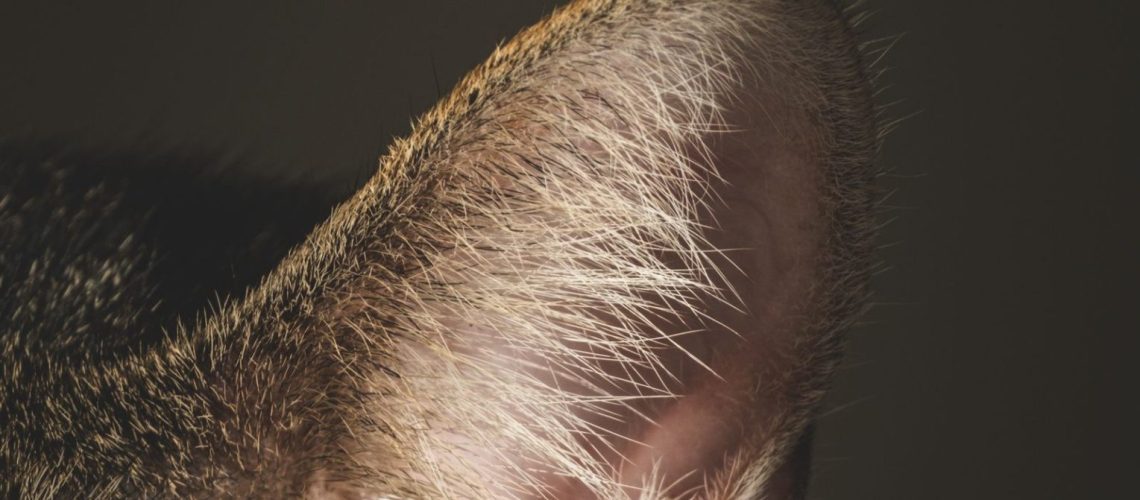 Close-up van het oor van een kat, de plek waar de oormijt Otodectes cynotis zich nestelt.