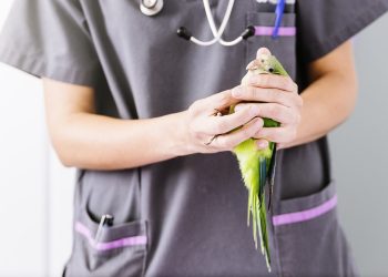 Pepegaai chippen kosten