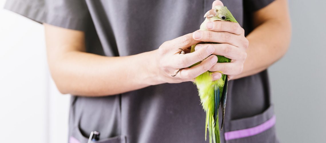 Pepegaai chippen kosten