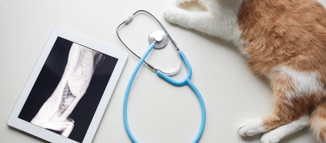 Kosten Rontgenfoto kat