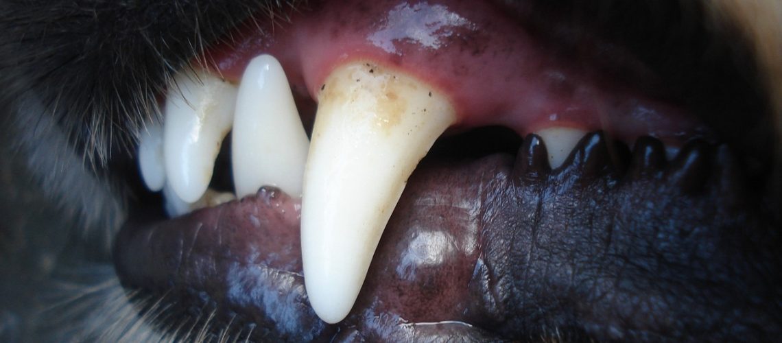 Tandsteen verwijderen hond dierenarts Tandsteen verwijderen hond