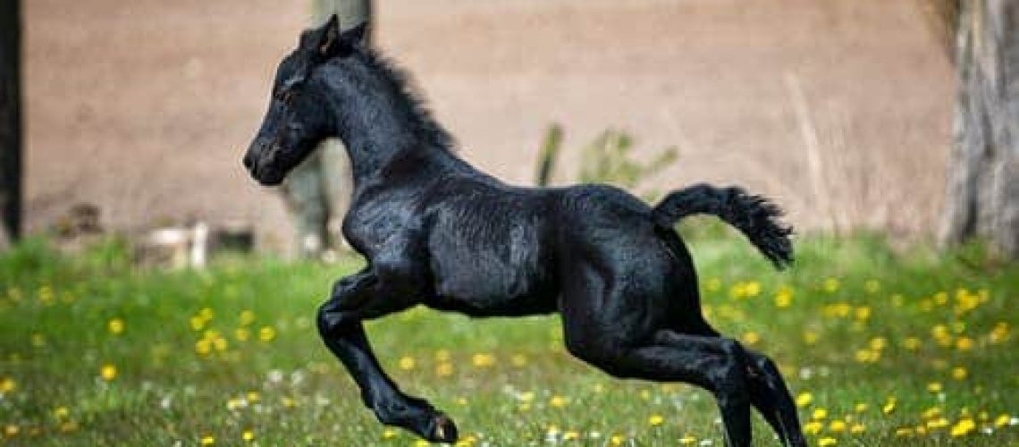 West-Nijl virus bij paarden