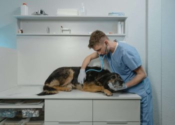 Ziekte van addison hond blog banner