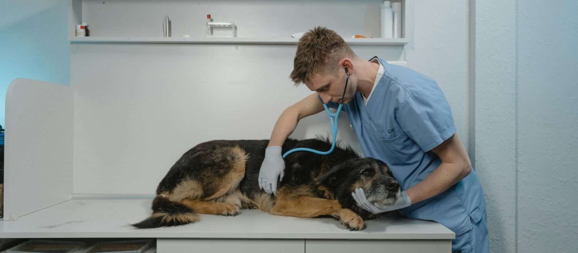 Ziekte van addison hond blog banner