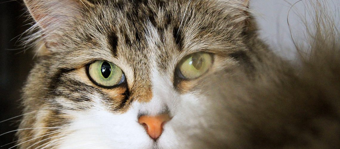 amputatie poot kat 2