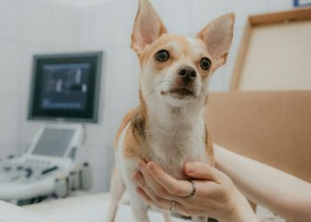 Een hondenverzekering kiezen