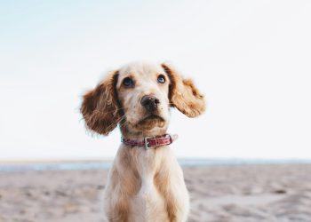 Hond