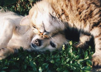 blog banner 7 belangrijkste voorwaarden dierenverzekering