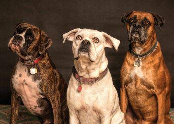 blog banner wat wordt wel en niet vergoed door een dierenverzekering
