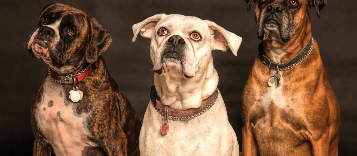 blog banner wat wordt wel en niet vergoed door een dierenverzekering