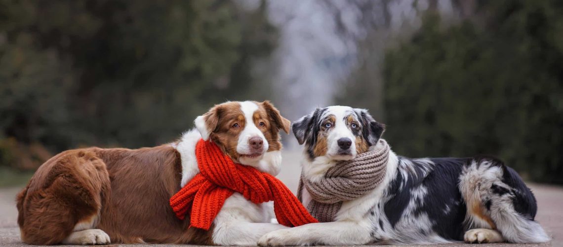 Epileptische aanvallen bij honden: oorzaken, zorg en behandeling