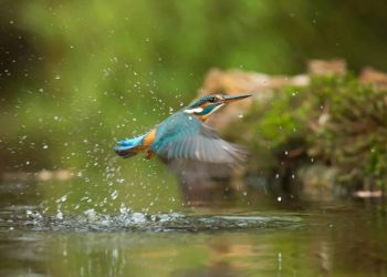 hoe lang is een vogel zwanger