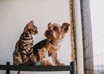 Een hond en een kat naast elkaar op de vloer.