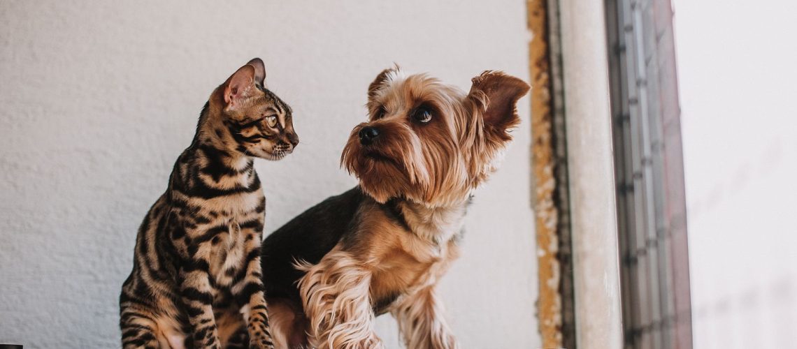 Een hond en een kat naast elkaar op de vloer.