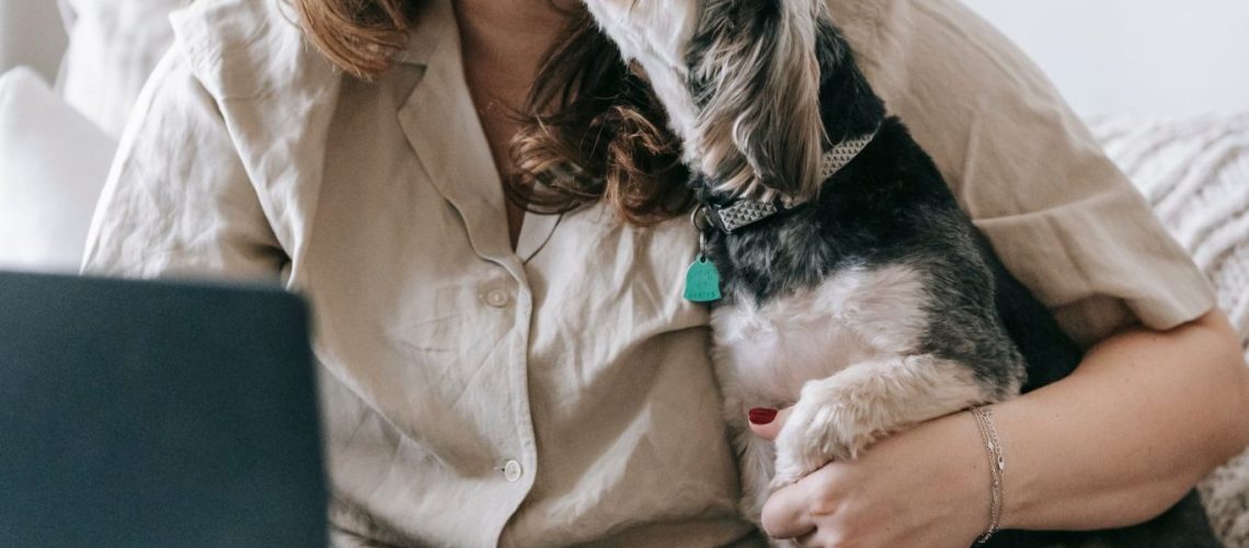 Kleine hond die het gezicht likt van zijn eigenaar, die achter een laptop aan tafel zit met papieren.