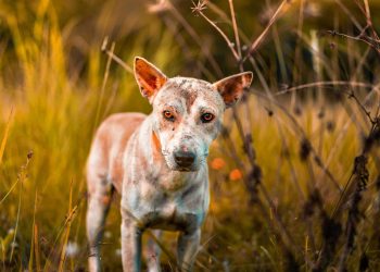 hond met huidproblemen blog banner