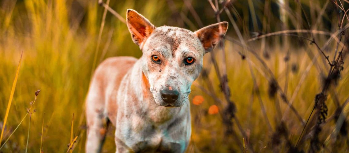 hond met huidproblemen blog banner