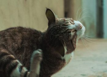 Kat die zich buiten met een achterpoot achter het oor krabt, een van de eerste signalen van vlooien.
